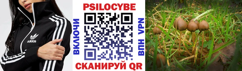 наркота  Томилино  Псилоцибиновые грибы Psilocybe 
